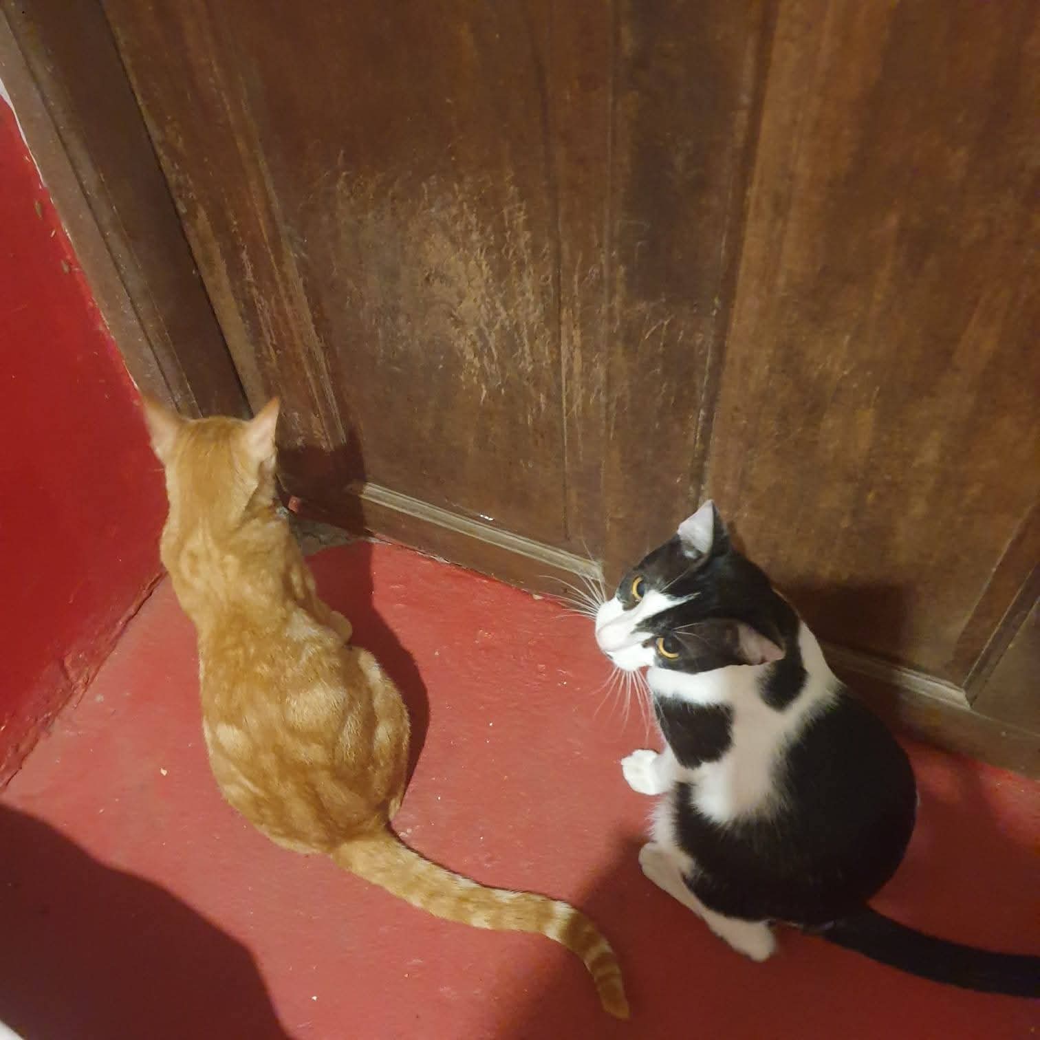 Two cats by the entrance