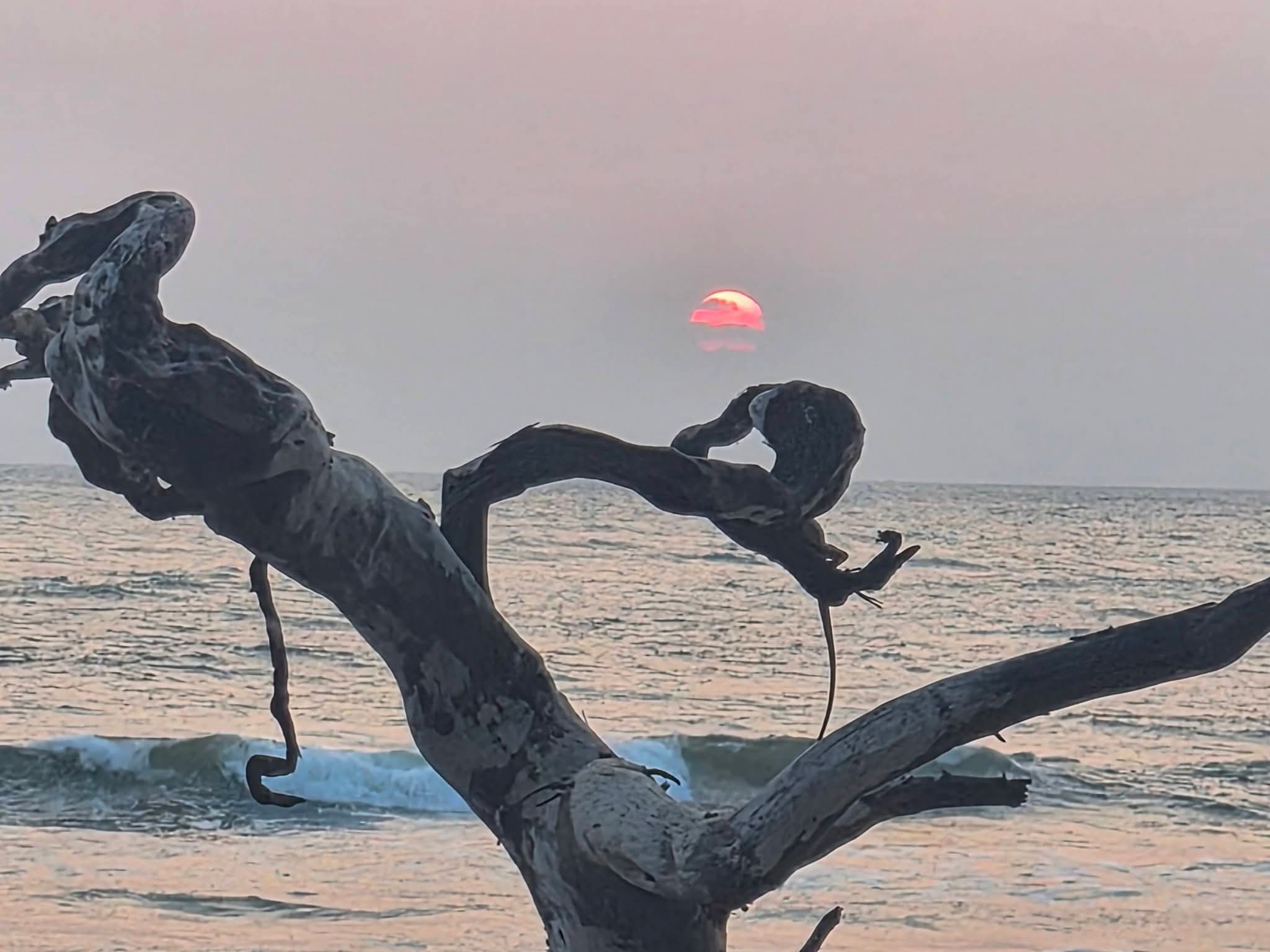 Sunset behind driftwood by the sea