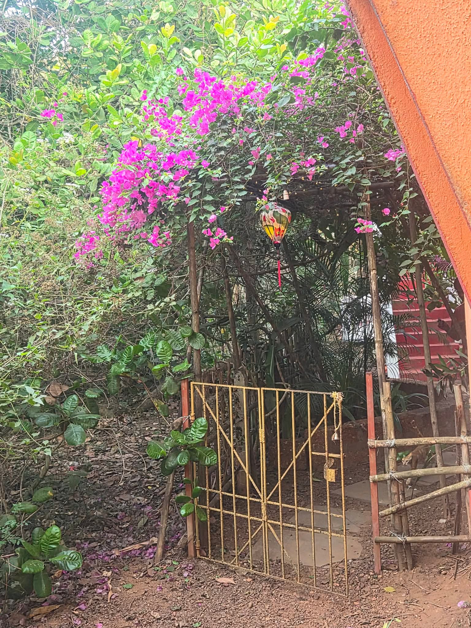 Bougainvillea and the garden gate at Laxmi Happy Home