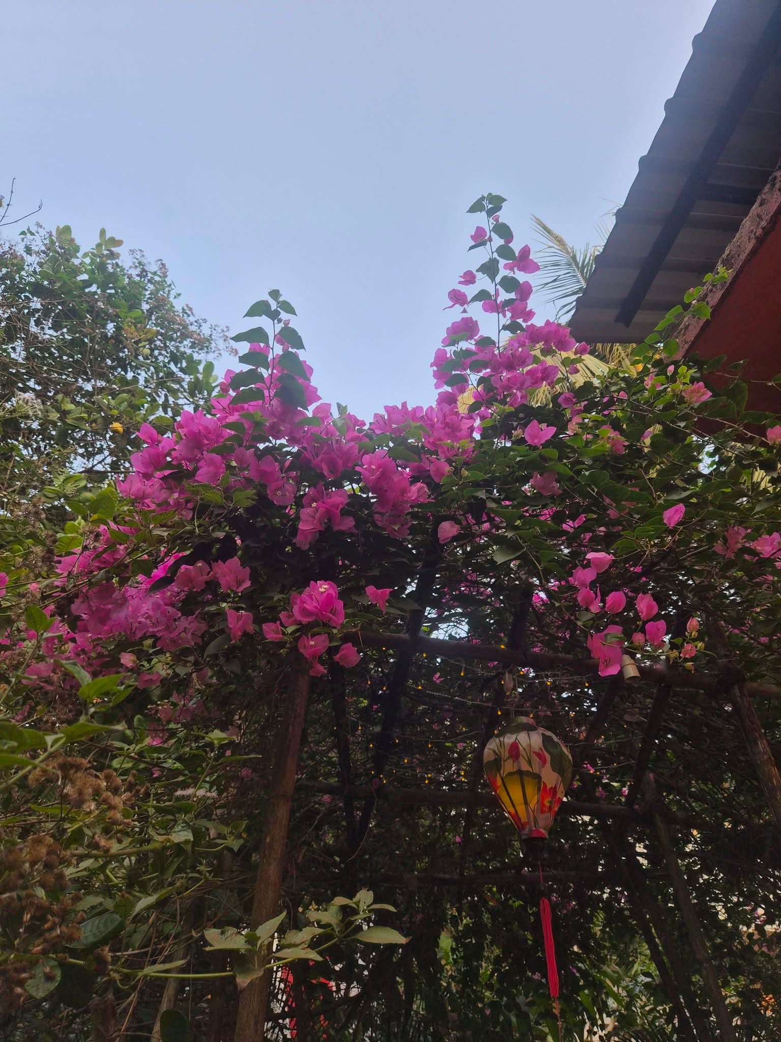Flowering bougainvillea in the garden at Laxmi Happy Home